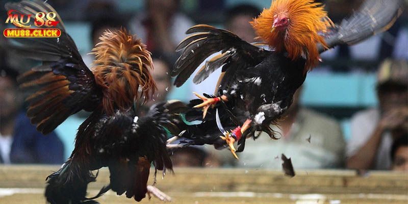 Khái quát thông tin về Trường gà Thomo MU88 
